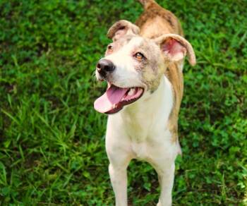 Rescue Pit Bull Terrier and Labrador Retriever Dogs for Adoption in Mobile, Alabama - Squirmy | PetCurious