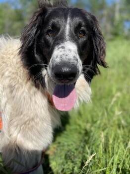Fritz -  Border Collie and Great Pyrenees Dog for Adoption in Ashland, Wisconsin - Fritz | PetCurious