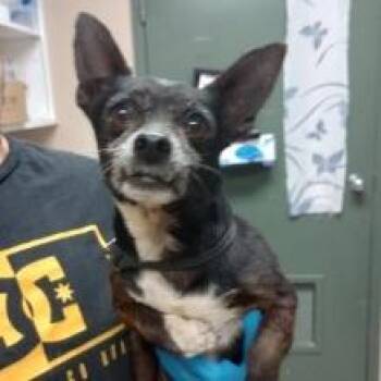 Chihuahua Dogs Available for Adoption in Bullhead City, Arizona - Dog 3 04/17/26 | PetCurious