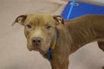 Rescue Mixed Breed Dogs for Adoption in Columbia, South Carolina - TANK | PetCurious