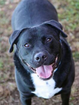 Rescue Labrador Retriever and Mixed Breed Dogs for Adoption in Kansas City, Kansas - Roscoe (AO35050) | PetCurious