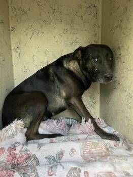 Rescue Labrador Retriever and Mixed Breed Dogs for Adoption in Indianapolis, Indiana - MIA | PetCurious