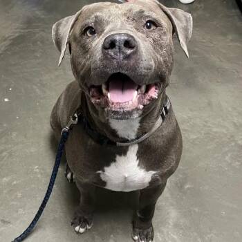 Cuervo -  Mixed Breed Dog for Adoption in Dekalb, Illinois - Cuervo | PetCurious
