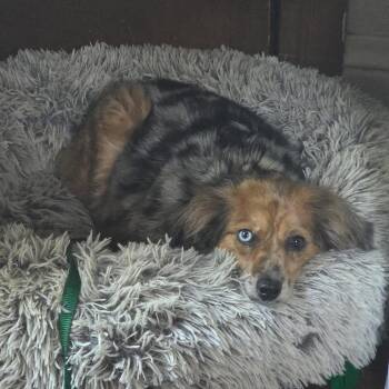 Elsa -  Mixed Breed Dog for Adoption in Dekalb, Illinois - Elsa | PetCurious