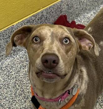 Tippet -  Catahoula Leopard Dog Dog for Adoption in Golden, Colorado - Tippet | PetCurious