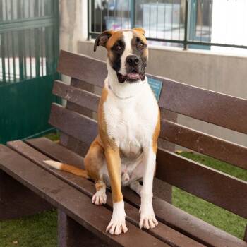 Fenty -  Boxer and Pit Bull Terrier Dog for Adoption in Los Angeles, California - Fenty | PetCurious