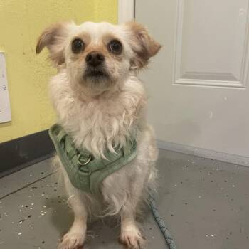 Poodle and Chihuahua Dogs Available for Adoption in West Des Moines, Iowa - Lainey | PetCurious