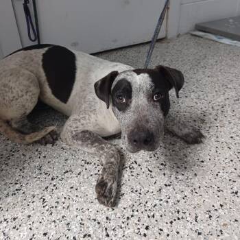 Alfred -  Cattle Dog and Mixed Breed Dog for Adoption in Hattiesburg, Mississippi - Alfred | PetCurious
