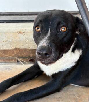 Maggie girl -  Mixed Breed Dog for Adoption in Taycheedah, Wisconsin - Maggie Girl | PetCurious