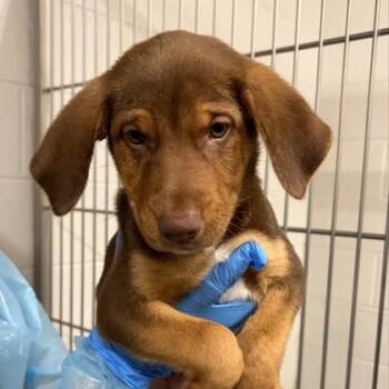 Cider -  Shepherd and Mixed Breed Dog for Adoption in Kansas City, Missouri - Cider | PetCurious