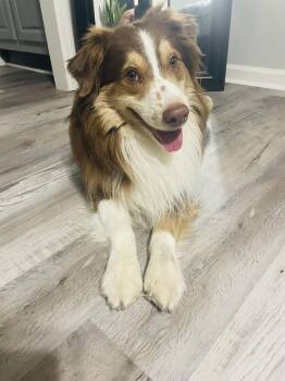 Australian Shepherd Dogs Available for Adoption - Lover Boy | PetCurious
