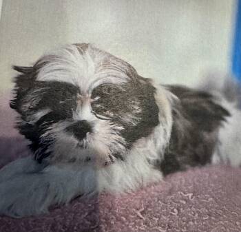 Shih Tzu Dogs Available for Adoption - Faith  | PetCurious