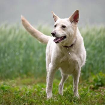 Sapphire (26-198) -  German Shepherd Dog Dog for Adoption in New Ringgold, Pennsylvania - Sapphire (26-198) | PetCurious