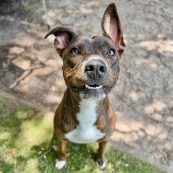 Stan Lee -  Mixed Breed Dog for Adoption in Milton, Florida - Stan Lee | PetCurious