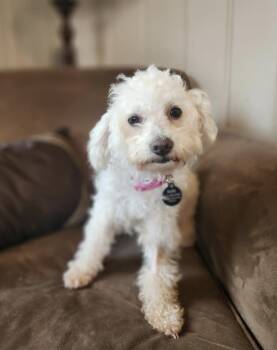 Arabella -  Miniature Poodle Dog for Adoption in Franklin, Tennessee - Arabella | PetCurious