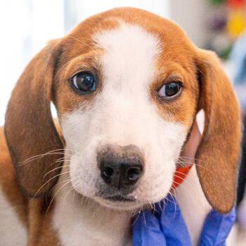 Mixed Breed Dogs Available for Adoption in Kennebunk, Maine - Dune *Avail By Appt* | PetCurious