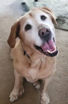 Mr. Busch -  Mixed Breed Dog for Adoption in Taycheedah, Wisconsin - Mr. Busch | PetCurious
