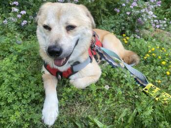 Youngsil -  Jindo and Beagle Dog for Adoption in Waterloo, Ontario - Youngsil | PetCurious