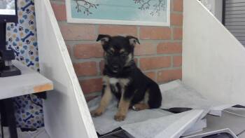 Labrador Retriever and Mixed Breed Dogs Available for Adoption in Houston, Texas - SHANNON | PetCurious