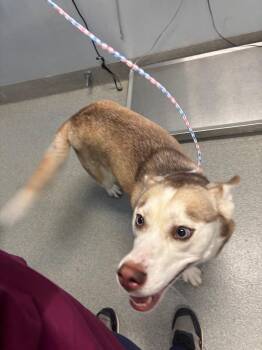 Husky Dogs Available for Adoption in Bloomington, Indiana - Zuri | PetCurious