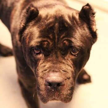 26-01492 -  Mastiff Dog for Adoption in Fredericksburg, Virginia - 26-01492 | PetCurious