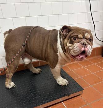 A882974 -  English Bulldog Dog for Adoption in Camarillo, California - A882974 | PetCurious