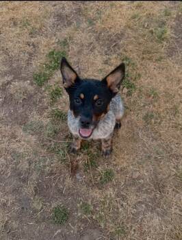 Cinch -  Australian Kelpie Dog for Adoption in Lakewood Ranch, Florida - Cinch | PetCurious