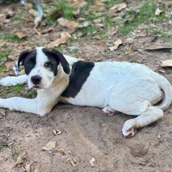 Great Pyrenees Dogs Available for Adoption in Grand Bay, Alabama - Sebie | PetCurious