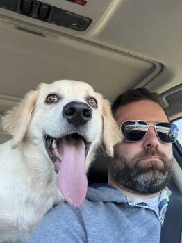 Golden Retriever Dogs Available for Adoption - Cody | PetCurious