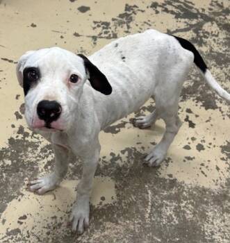 Rescue Pit Bull Terrier and Mixed Breed Dogs for Adoption in West Memphis, Arkansas - Garcon | PetCurious