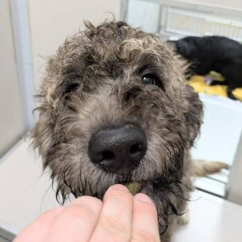Labrador Retriever Dogs Available for Adoption in Des Moines, Iowa - Jack | PetCurious