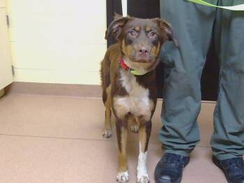 BROWNIE -  Australian Shepherd and Mixed Breed Dog for Adoption in Cookeville, Tennessee - BROWNIE | PetCurious