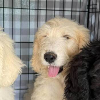Benjamin -  Poodle and Labrador Retriever Dog for Adoption in Fairfax Station, Virginia - Benjamin | PetCurious