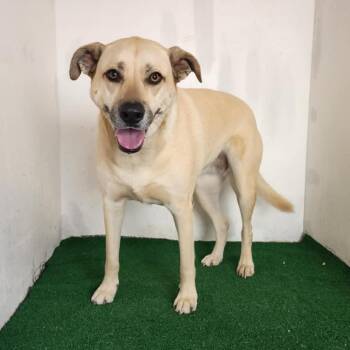 Chibi -  Mixed Breed Dog for Adoption in Boaz, Alabama - Chibi | PetCurious