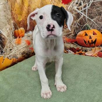 Rescue Pit Bull Terrier and Labrador Retriever Dogs for Adoption in Griswold, Connecticut - Shania | PetCurious