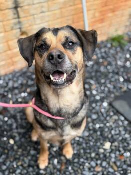 Whya -  German Shepherd Dog and Rottweiler Dog for Adoption in Lovingston, Virginia - Whya | PetCurious