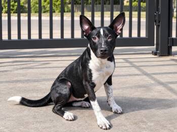 Cinnamon -  Mixed Breed Dog for Adoption in Orangeburg, South Carolina - Cinnamon | PetCurious