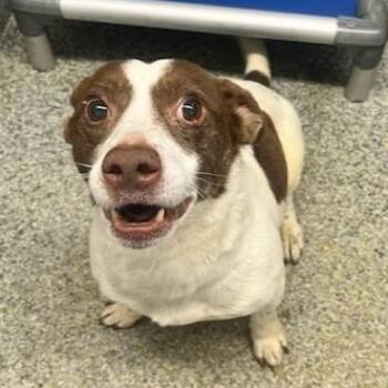 Gio (ID 51873) -  Jack Russell Terrier Dog for Adoption in Manassas, Virginia - Gio (ID 51873) | PetCurious