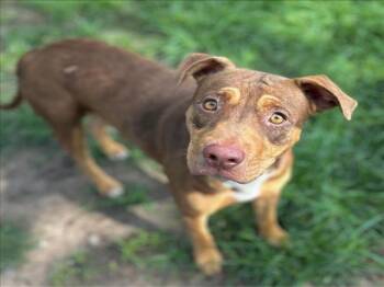 Rescue Labrador Retriever and Mixed Breed Dogs for Adoption in Conroe, Texas - MUFFIN | PetCurious