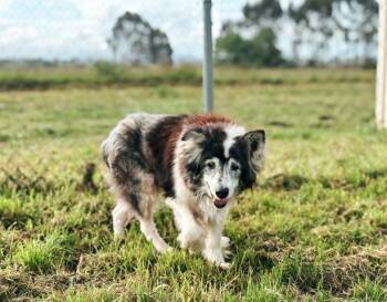 Border Collie and Mixed Breed Dogs Available for Adoption in Mckinleyville, California - GERALD | PetCurious
