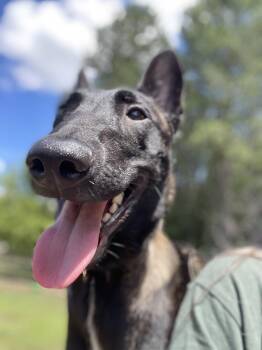 Athena -  Belgian Shepherd Malinois Dog for Adoption in Lancaster, South Carolina - Athena | PetCurious