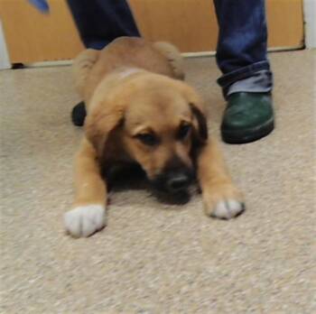 SCOUT -  German Shepherd Dog and Mixed Breed Dog for Adoption in Albuquerque, New Mexico - SCOUT | PetCurious