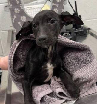 Cadence Marie -  Doberman Pinscher and Mixed Breed Dog for Adoption in Kansas City, Missouri - Cadence Marie | PetCurious