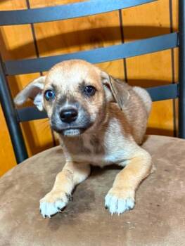 Desiard -  Catahoula Leopard Dog and Shepherd Dog for Adoption in El Dorado, Arkansas - Desiard | PetCurious