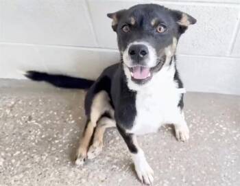 CUTIE PIE -  Australian Kelpie Dog for Adoption in Houston, Texas - CUTIE PIE | PetCurious