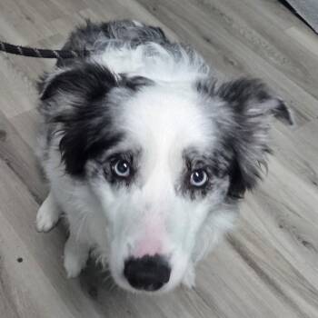 Ash Jordan -  Cattle Dog Dog for Adoption in St. Louis, Missouri - Ash Jordan | PetCurious