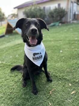 Rescue Border Collie and Labrador Retriever Dogs for Adoption in Bend, Oregon - Lattie Da | PetCurious