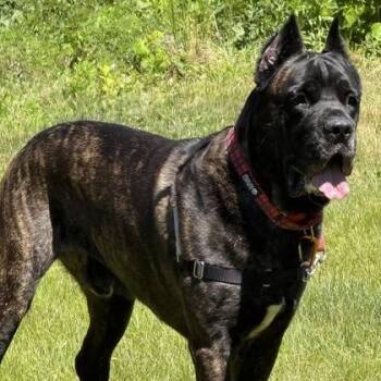 Messi -  Cane Corso Dog for Adoption in Worcester, Massachusetts - Messi | PetCurious