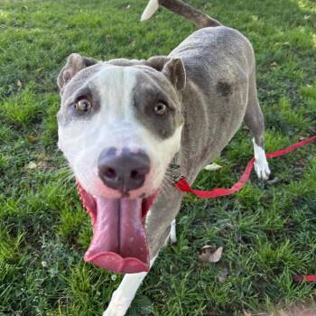 Pit Bull Terrier Dogs Available for Adoption in San Jacinto, California - Jabz | PetCurious