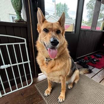 Bethany -  German Shepherd Dog and Mixed Breed Dog for Adoption in Buffalo, Minnesota - Bethany | PetCurious